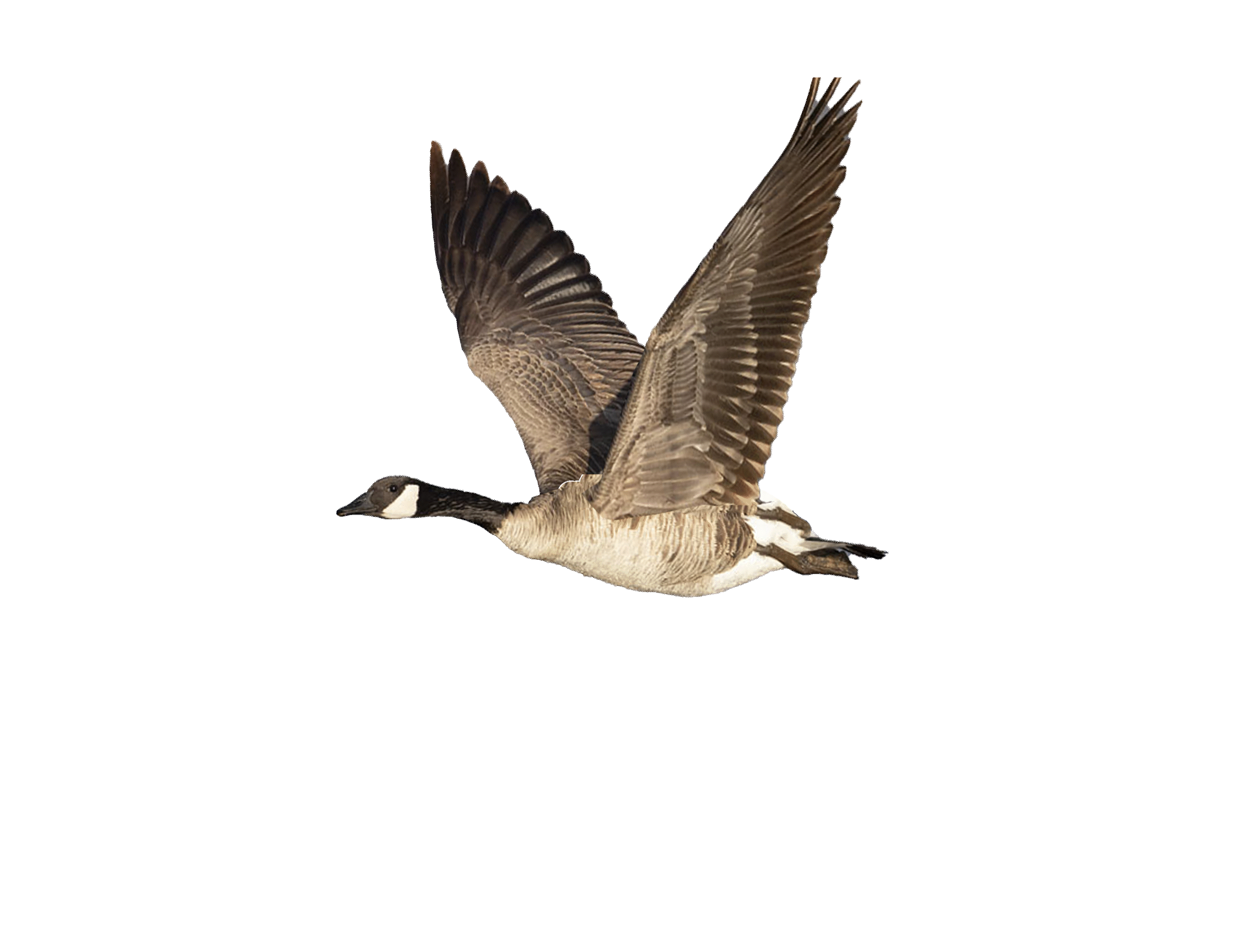 goose photo bash